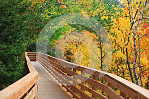 Selective focus of Colorful Maple trees by board walk