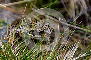 Selective focus of a Common frog on a grass ground