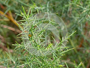 Selective focus of common gorse, furze or whin Ulex europaeus with blurred background