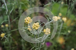 Selective focus on Common Shrubby (helichrysum stoechas) with blurred background