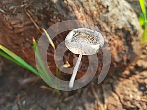 Selective focus of Coprinopsis lagopus or Coprinus lagopus in the field, harefoot wild mushroom or hare's foot inkcap