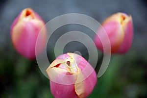 Selective focus on the corollas of three yellow-pink tulips