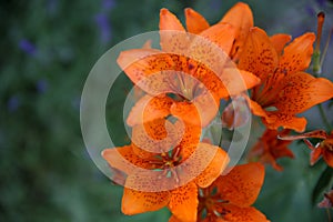 Selective focus on corollas of wild orange flowers, seen from above