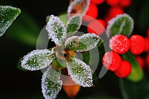 Selective focus of Cotoneaster dammeri plant frozen leaves