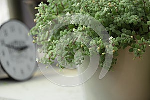 Selective focus of Crassula expansa subsp. Fragilis with tiny white blooming flower plant pot