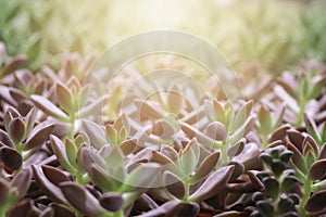 Selective focus Crassulaceae succulent plant and light background.