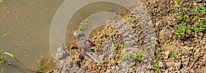 Selective focus of a crawfish on the ground along canal side at the Ebro Delta in Spain