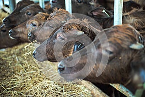 Selective focus on crowd of diary cows in farm