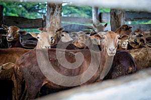 Selective focus of a Cubano Rojo brown breed looking at the camera