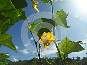 Selective Focus of Cucumber Flower and Leaves During the Hot Summer Day