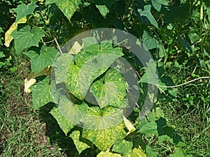 Selective Focus of Cucumber Leaves During the Hot Summer Day