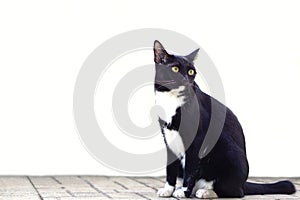 Selective focus, Cute black furry cat sits straight and staring at something. Pet, mammal and playful concept.