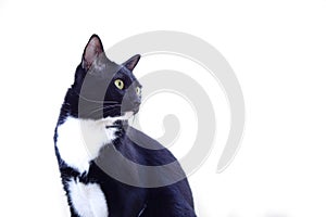 Selective focus, Cute black furry cat sits straight and staring at something on white background. Pet, mammal and playful concept.