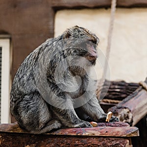selective focus of cute monkey holding