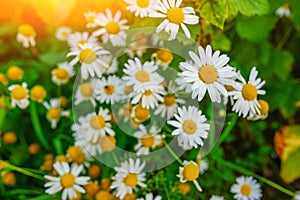Selective focus daisy flowers - wild chamomile. Green grass and chamomiles in the nature