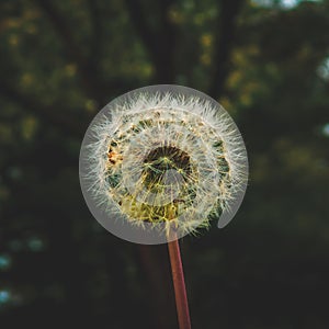 Selective focus of a dandelion with trees blurred background