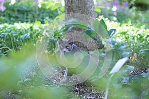 Selective focus of a dark gray cat looking into the camera, sitting in a park, behind green shrubs