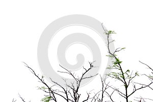 In selective focus dead trees with twigs in the forest on white isolated background