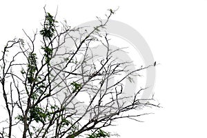 In selective focus dead trees with twigs in the park with a tropical bird sitting on white isolated background