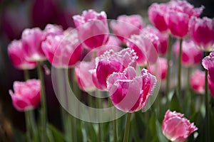 A Selective focus of Delicate Dark pink Tulip flower field at a botanical garden in a spring season of Australia.