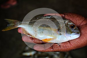 Selective focus of different body parts of yellow fin sea bream in hand