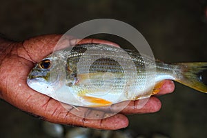 Selective focus of different body parts of yellow fin sea bream in hand