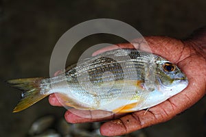 Selective focus of different body parts of yellow fin sea bream in hand