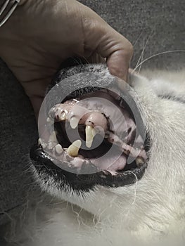 In selective focus of dog teeth problem,plaque,sign of disease
