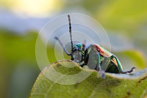 Selective focus of a dogbane beetle on a green leaf with sunlit blurred background