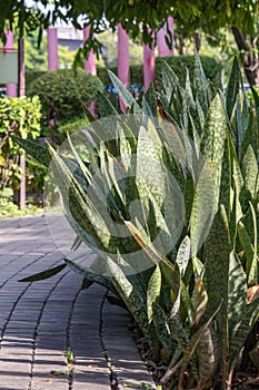 Selective focus Dracaena trifasciata plant or Snake plant, Saint George`s sword in the garden.