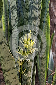 Selective focus Dracaena trifasciata plant or Snake plant, Saint George`s sword in the garden.