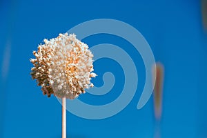 Selective focus of a dried allium flower isolated on a blue sky background