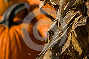 Selective focus dried corn stalks with pumpkins