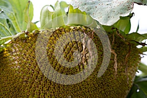Selective focus on drooping sunflower head after petals have wilted