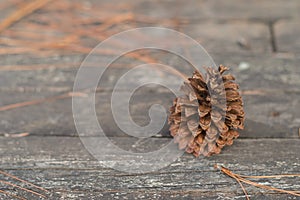 Selective focus Dry pine on the pattern perspective wood background