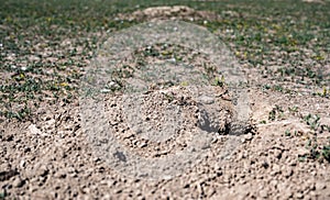 Selective focus on earthen tunnel entrance of a prairie dog hole