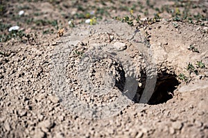 Selective focus on earthen tunnel entrance of a prairie dog hole