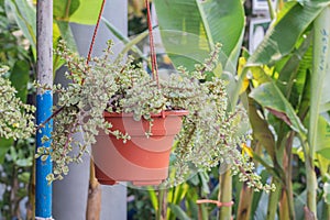 Selective focus Elephant bush plant on orange pot in the garden.Succulent plant name Portulacaria afra or Rainbow Bush.