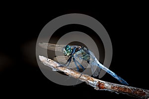 Selective focus of an empreror dragonfly perched on a tree branch in a field
