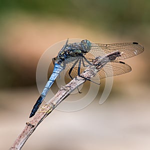 Selective focus of an empreror dragonfly perched on a tree branch in a field