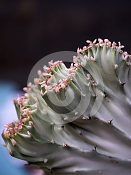 Selective focus of an euphorbia lactea cactus
