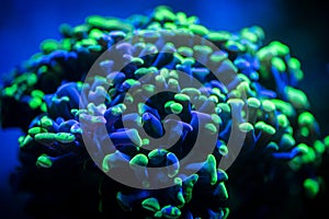 selective focus of Euphyllia parancora (LPS coral) showing its green fluorescence color on a reef aquarium photo