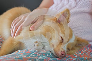 Selective focus at eyes A brown hair dog Lying on the owner`s lap, the woman rubbed it with her hands to lull him to sleep