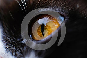 Yellow cat eye macro with light reflection
