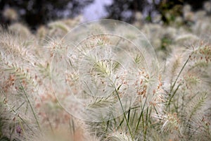 Selective focus of feathertop grass on blurry field background.