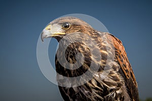 Selective focus of the fierce eagle with patterns isolated on a blue background