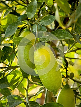 finger lime or caviar lime (Citrus australasica) with blurred background