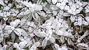 Selective focus. First frost on a frozen field plants. Beautiful abstract frozen microcosmos pattern. Freezing weather frost