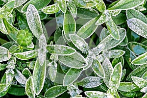 Selective focus. First frost on a frozen field plants, late autumn close-up. Beautiful abstract frozen microcosmos