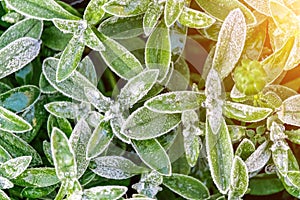 Selective focus. First frost on a frozen field plants, late autumn close-up. Beautiful abstract frozen microcosmos